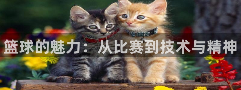 篮球的魅力：从比赛到技术与精神